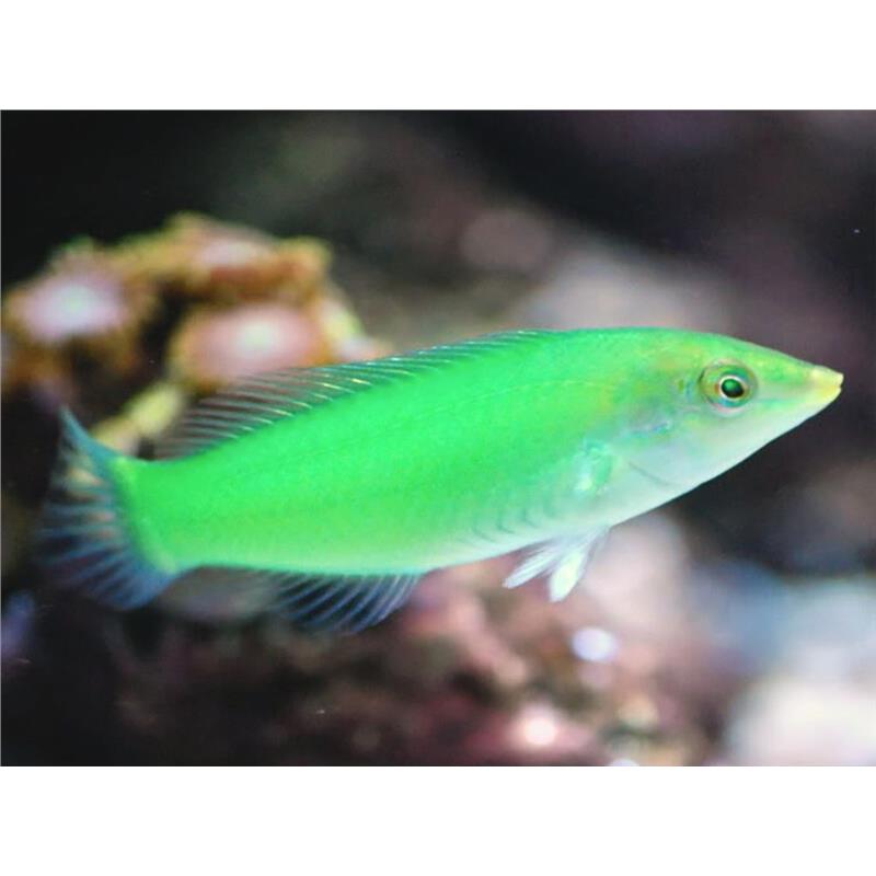 Halichoeres Chloropterus (Pastel-green wrasse) - imagine 4